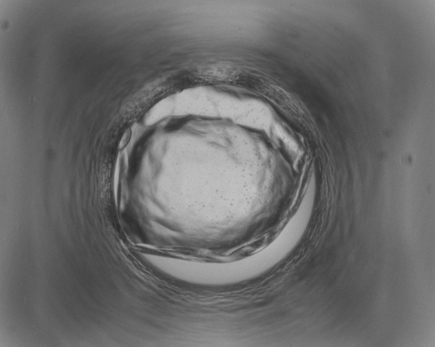 X0000083660409200703121817