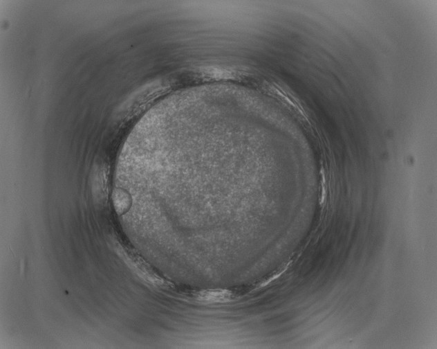 X0000083660410200703121816