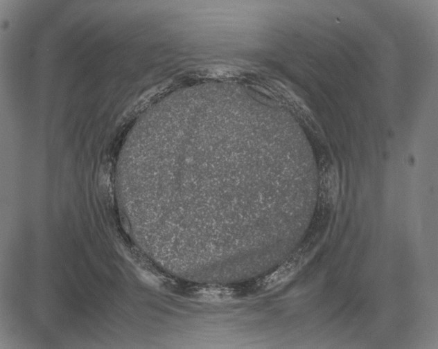 X0000083660415200703121816