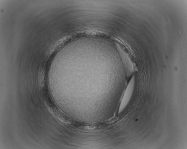 X0000083660496200703121815