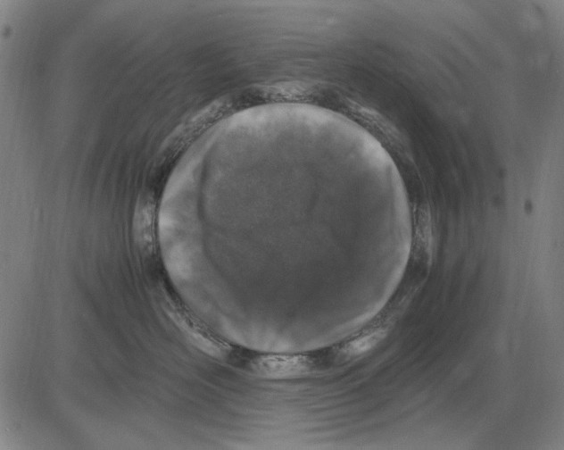 X0000083660526200703121815