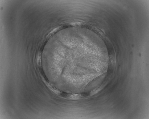 X0000083660527200703121815