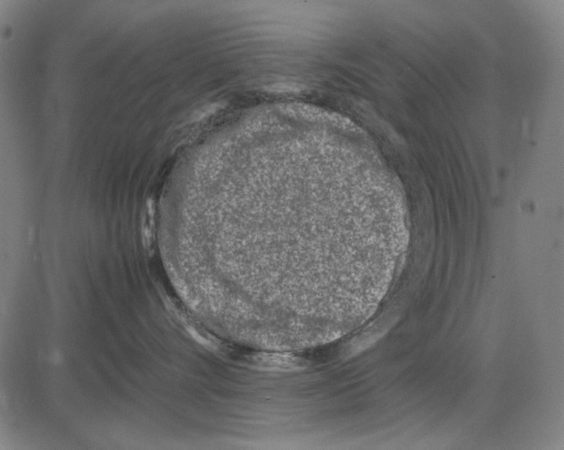 X0000083660528200703121815