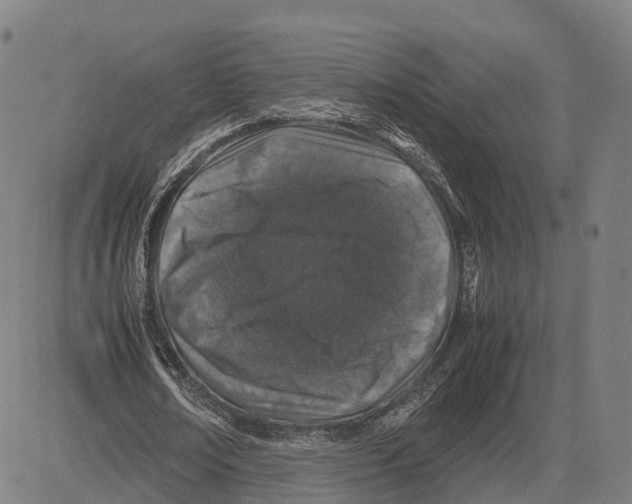 X0000083660674200703121812