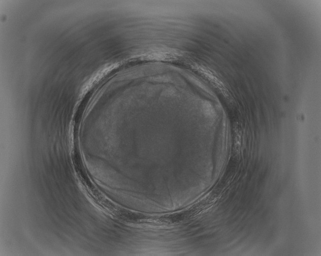 X0000083660678200703121812