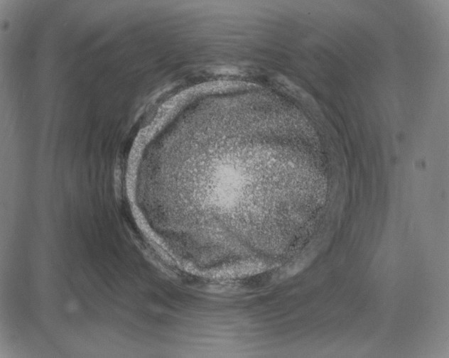 X0000083660720200703121811