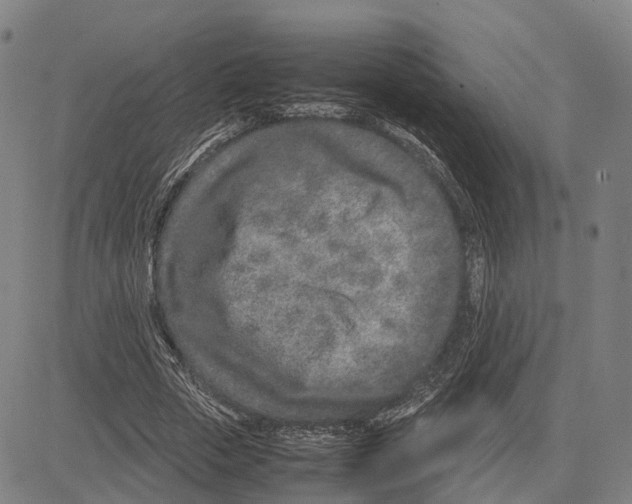 X0000083660729200703121811