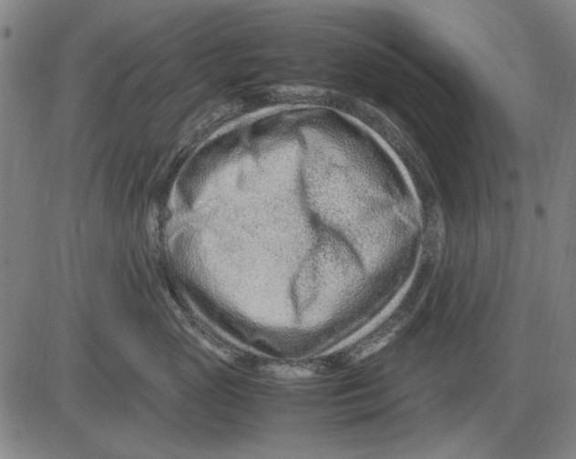 X0000083660765200703121811