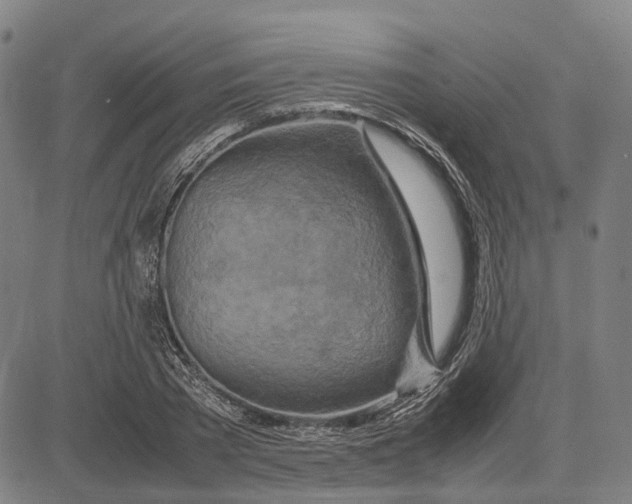 X0000083660785200703121810