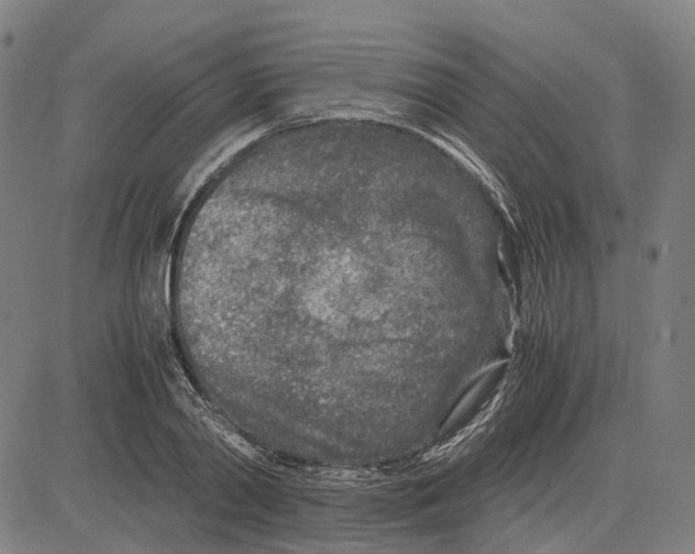 X0000083660790200703121810