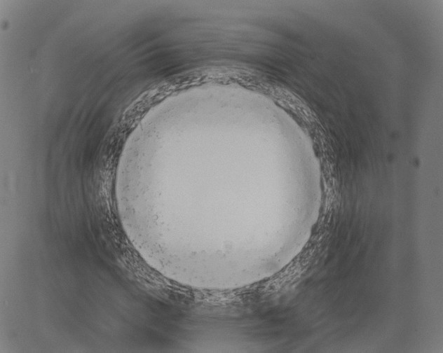 X0000083660824200703121809