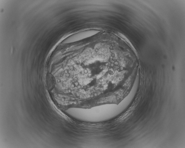 X0000083660851200703121809