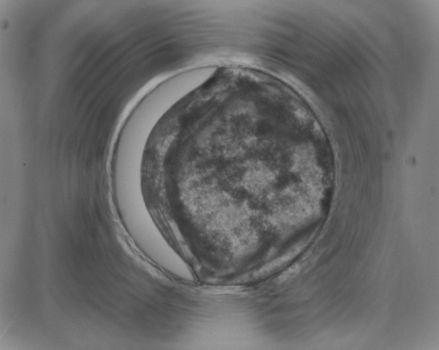 X0000083660864200703121810