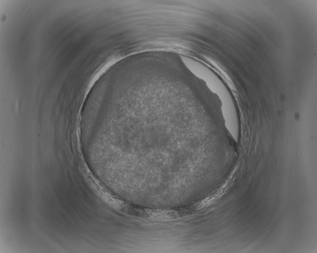 X0000083660899200703121808