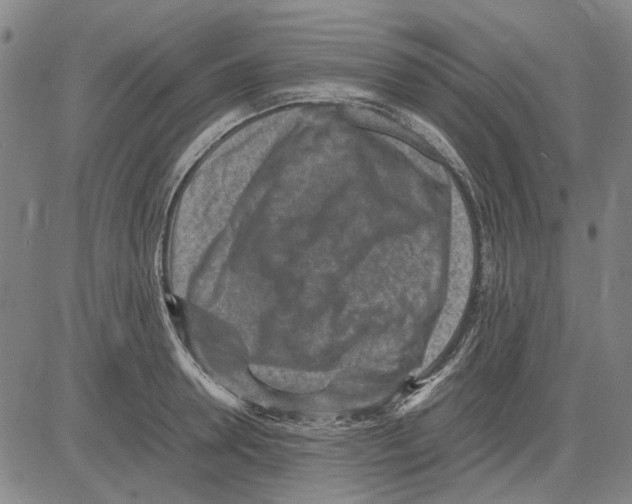 X0000083660946200703121808