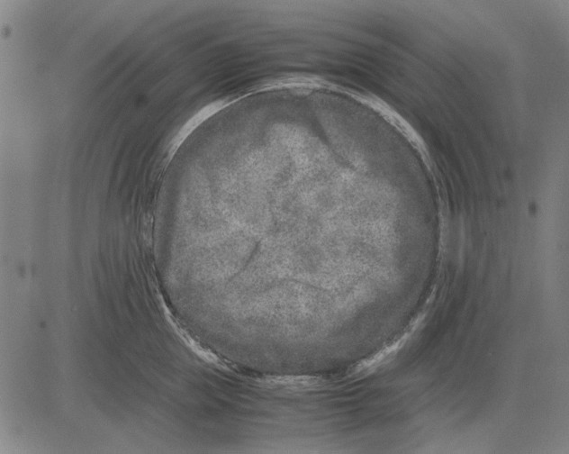 X0000083660953200703121808