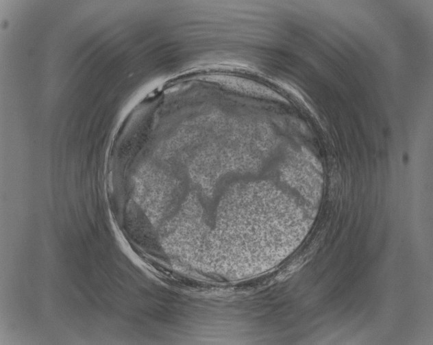 X0000083661038200703121806