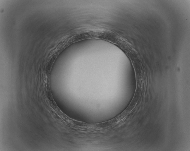 X0000083661061200703121806