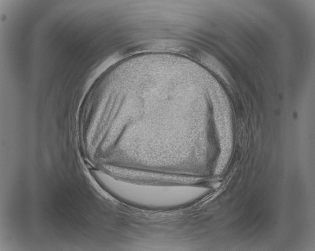 X0000083661087200703121805