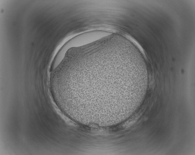 X0000083661099200703121805