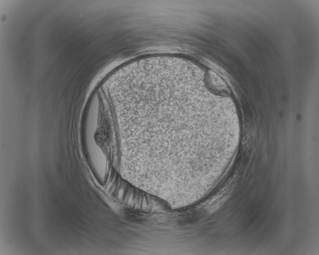 X0000083661179200703121804