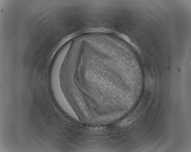 X0000083661221200703121803