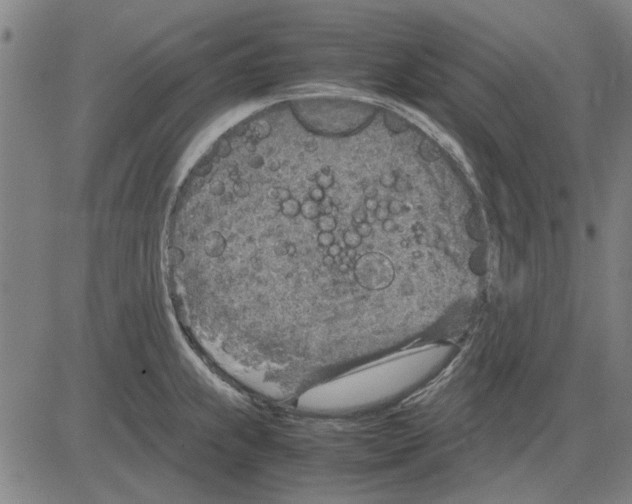 X0000083661239200703121803