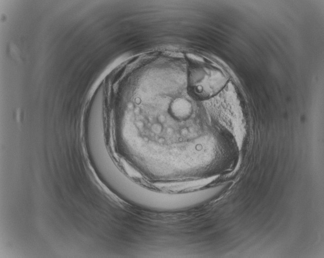 X0000083661243200703121803