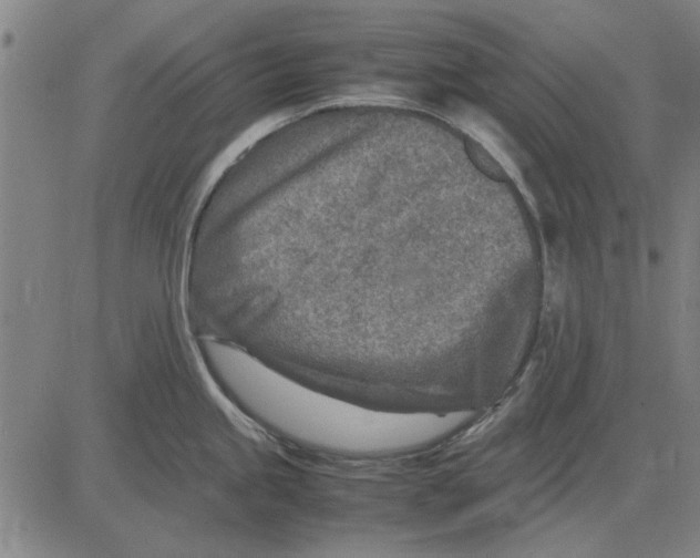 X0000083661245200703121803