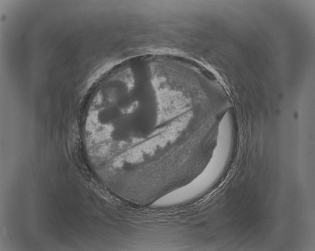 X0000083661263200703121802