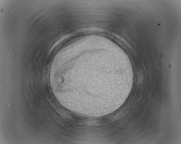 X0000083661266200703121802