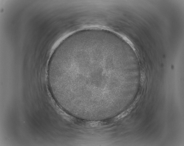 X0000083661279200703121802