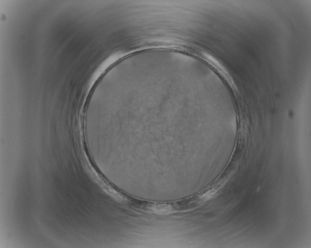 X0000083661291200703121802