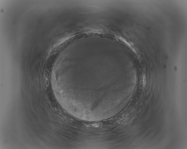 X0000083661303200703121801