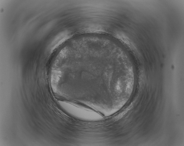 X0000083661306200703121801