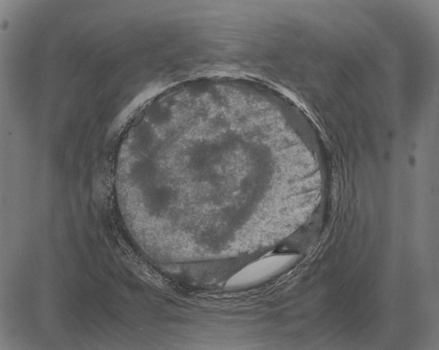 X0000083661359200703121800