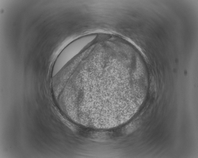 X0000083661367200703121800