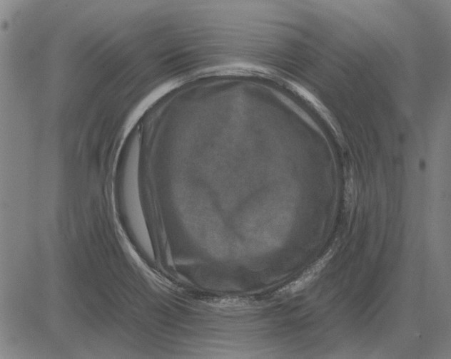 X0000083661418200703121759