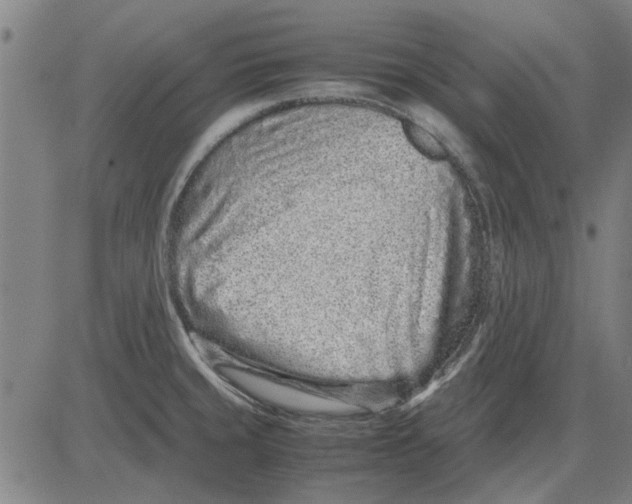 X0000083661429200703121800