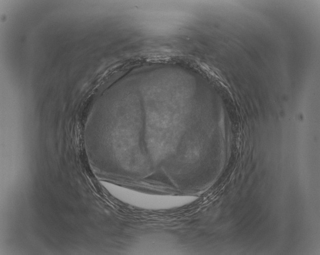 X0000083661445200703121759