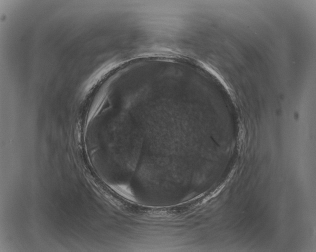 X0000083661455200703121759