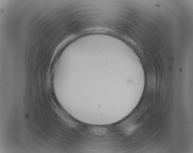 X0000083661466200703121758