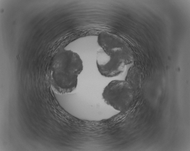 X0000083970917200702160724