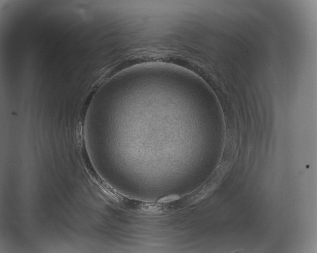X0000083970624200702161105