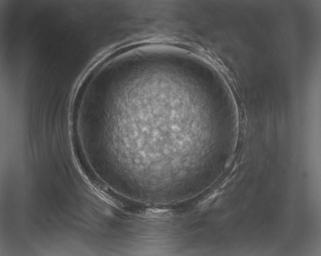X0000083970055200702232029