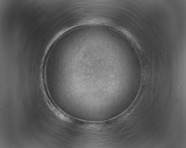 X0000083971086200702232011