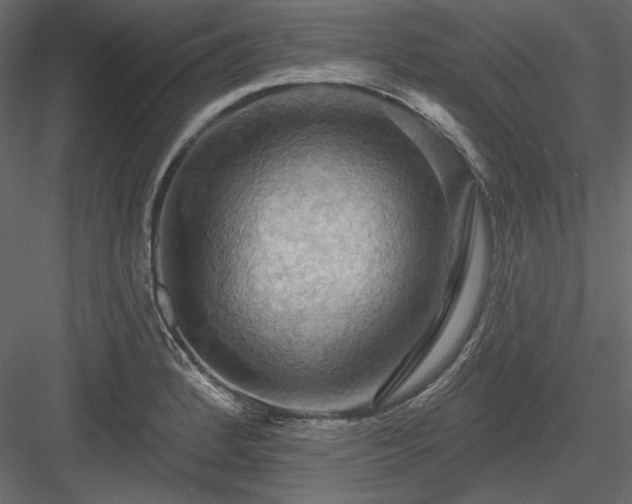 X0000083971184200702232010