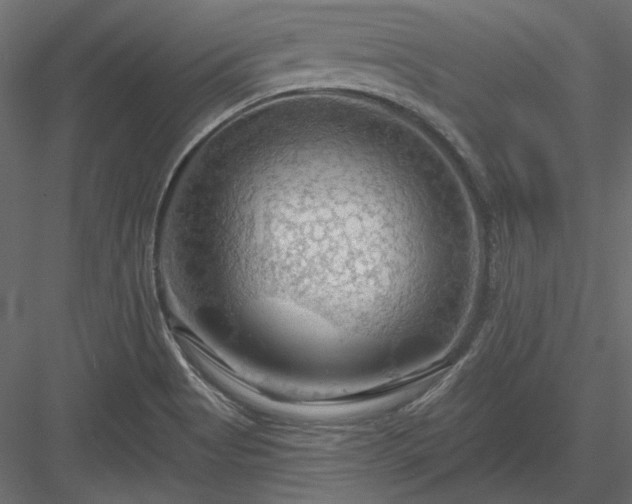X0000083971513200702232004