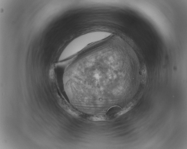 X0000083970765200703021844