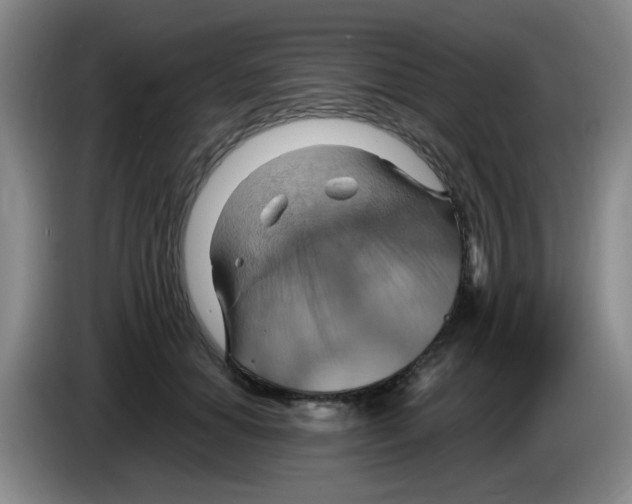 X0000083970654200703091804